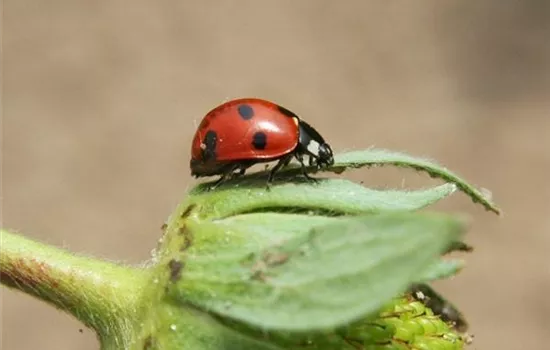 Natürlicher Pflanzenschutz: es muss nicht gleich die Chemie-Keule sein Natürlicher Pflanzenschutz: es muss nicht gleich die Chemie-Keule sein