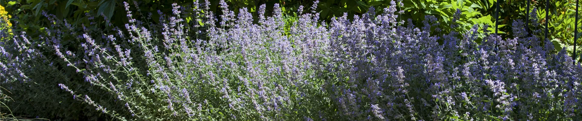 Wege im Garten Wege im Garten