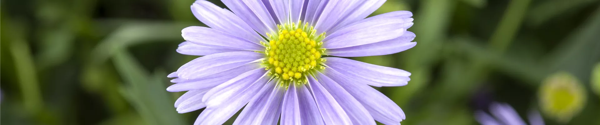 Brachyscome iberidifolia Brachyscome iberidifolia