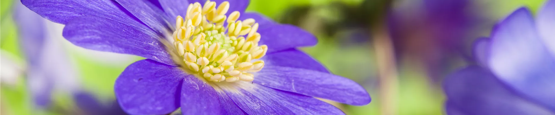 Anemone blanda, blau Anemone blanda, blau
